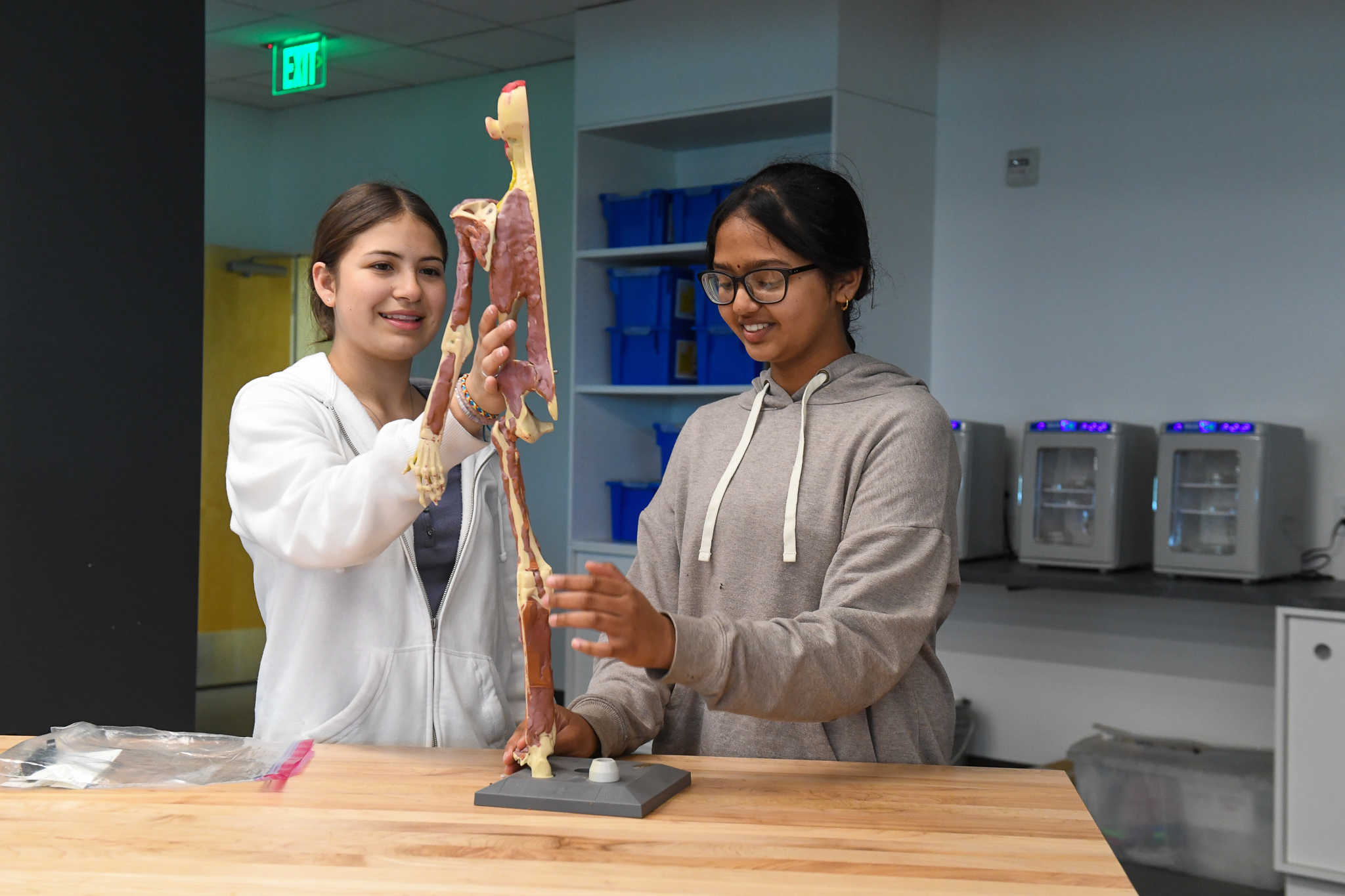 Two students in a classroom hold and examine a life-size human skeleton model on a stand in a lab setting.